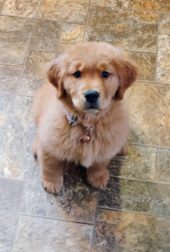 Ëarwen - 11 weeks 